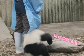 想跟你玩的熊猫会做这个动作#大熊猫 #来这吸熊猫 #熊猫