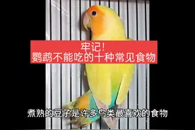 #鹦鹉 #手养鸟日常 牢记！鹦鹉不能吃的十种常见食物！
