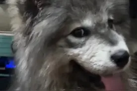 养了一只学人精灰耶耶是种什么体验？ #灰色萨摩耶 #蓝狗 #嘤嘤怪视频封面