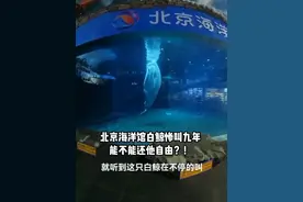 【北京海洋馆白鲸惨叫9年，能不能还他自由？】北京海洋馆，水缸中的白鲸不停的尖叫，怀疑是因为抑郁。网友透露，这只白鲸这样尖叫已持续9年！ 北京海洋馆在2010年4月从俄罗斯买了雌雄两头白鲸，雌性Amy死于2022年，生前也是持续“尖叫”，还撞击池……白鲸的智力水平相当于人类3到5岁的孩子！将体型庞大的动物囚禁于这样的池子里，有些残忍，能不能还他自由？#每个生命都应该被尊重 #万物皆有灵性 #人与动物和谐共处 @北京海洋馆