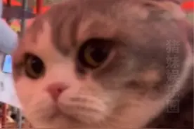 带自家猫去猫咖，工作猫：莫名其妙，来猫咖我不得接待！#猫视频封面