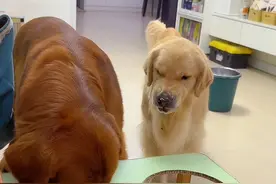 #金毛搞笑视频 #狗狗的迷惑行为#金毛  汪汪界霸道洗碗工  自己的碗要刷 别人的碗它也要刷视频封面