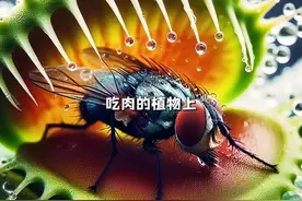 生为植物，却偏偏喜欢吃肉，盘点最凶猛的八大食肉植物#植物视频封面