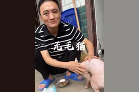 无毛猫 无毛猫有这几个特点。#猫咪 #无毛猫 #兽医