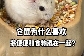 仓鼠为什么喜欢将便便和食物混在一起？ #仓鼠 #金丝熊 #养鼠日常分享