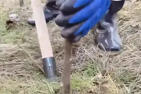 如何用最快的速度完成种树工作？此方法真是太高效啦！ #农村 #农村生活 #记录农村生活 #种树 #记录农村真实生活视频封面