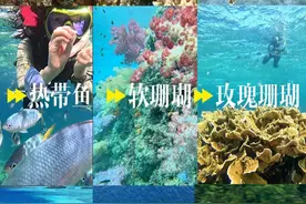 最适合国人新年度假的海岛！出现了 连游玩路线都帮您设计好了噢 #帕劳小隋团 #旅行推荐官 #抖音看世界 #旅行大玩家 #亲子游玩好去处视频封面