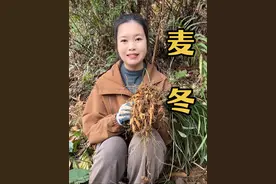 麦冬 因其叶子像韭菜，又称为“韭叶麦冬”，它是百合科多年生常绿草本植物，麦冬常被人误认为是杂草，其实它是山中宝，叶子是披针形 四季常青，果实蓝黑色，根块像麦粒，吃起来微甜的味道。你一定要认识这棵植物哦#麦冬 #你的家乡有这种植物吗 #植物 #三农#抖音助农视频封面