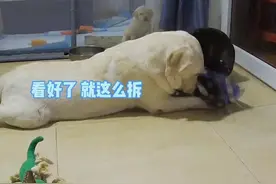 在妈妈身边长大的小狗会变成什么样子？#拉布拉多视频封面