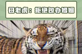 给公老虎打舒服了还~#老虎 #相亲 #搞笑视频封面