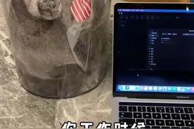 不是…这猫到底是来报恩还是来报仇的#猫咪的迷惑行为视频封面