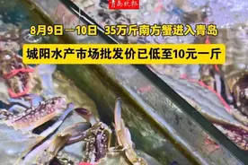 梭子蟹自由来啦!8月9日–10日周末两天，35万斤南方梭子蟹进入青岛市场。据城阳顺达水产负责人李明介绍，目前市面梭子蟹八成是南方海蟹、两成是北方养殖蟹。根据大小和品质，蟹价从15元到150元不等。（拍摄/剪辑 青岛晚报记者 陈小川 编辑/吴忠林）#梭子蟹#开海#青岛#城阳水产批发市场#南方蟹