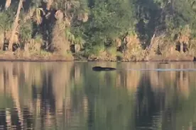 目击者在湖中拍到的诡异生物 #动物的迷惑行为 #野生动物 #奇妙的动物 #动物世界 #不明生物视频封面