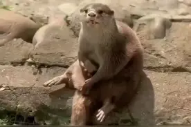 #自然奇境科普季 #水獭 #水獭宝宝 #大自然的馈赠 #动物冷知识