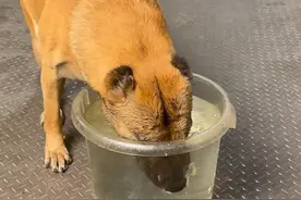 温馨提示：不用跟着它一起憋气#狗狗 #工作犬 #狗子成精了 #马犬