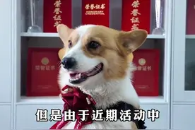 因为班味过重，还往自己狗盆里撒尿，警犬“福仔”年终奖被没收，只奖励大红花，没收零食、玩具。视频封面