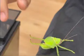 巨拟叶螽 #昆虫#巨拟叶螽#螽斯#昆虫世界#寓言同学视频封面