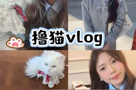 撸猫vlog｜爱猫人狂喜！穿上了猫猫设计的鞋子啦～ #被猫踩了一脚 #面包鞋 #鞋控の日常#铲屎官视频封面