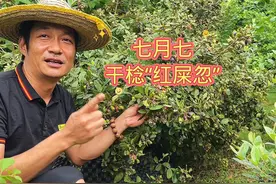 每年农历七月初七以后，桃金娘（干棯）开始成熟了，60