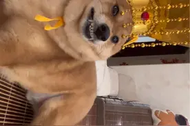 早期驯服猛兽黄鼠狼视频 #恶犬 #猛兽 #柴犬视频封面