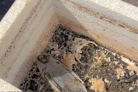 外来物种清道夫 #清道夫奇葩试验 #户外阿全清道夫 清道夫到底是怎么来的呢？有人知道吗？