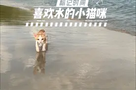 猫咪怕水和讨厌不一样，猫是讨厌水，原因是因为退舔毛要舔一天，所有猫天生会游泳，小奶猫也会#有的猫娇生惯养有的猫征战海洋 #记录猫咪日常视频封面