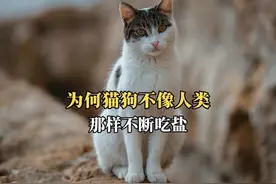 为何猫狗不需要吃盐？ #猫咪 #萌宠 #科普 #奇妙的动物 #狗狗视频封面