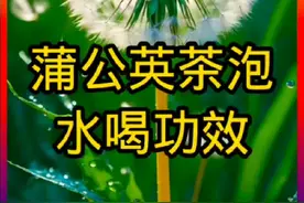 蒲公英茶泡水喝具有清热解毒、消肿散结、利尿通淋等功效 #养生