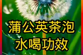 蒲公英茶泡水喝具有清热解毒、消肿散结、利尿通淋等功效 #养生视频封面