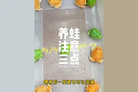不管你养什么品种的蛙、都要做到这三点，不想养大都难！ #角蛙 #角蛙饲养方法 #角蛙喂食 #角蛙日常 #爬宠视频封面