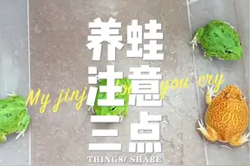 不管你养什么品种的蛙、都要做到这三点，不想养大都难！ #角蛙 #角蛙饲养方法 #角蛙喂食 #角蛙日常 #爬宠视频封面