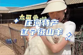 禁止出口，还被誉为“国宝”的动物你知道是谁吗？#小羊羔 #绒山羊 #中国农民丰收节 #大连优质农产品视频封面
