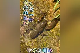 #真实户外 #户外捕捉 #你们吃过吗   东北独有的生物水蝲蛄，学名叫东北螯虾、它们喜欢栖息在清澈、流动的水域中，对水质的要求极高，可以说是东北地区的水质检测员#户外