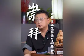 动物身上值得学习的精神#狮子 #狼 #精神 #学习