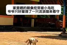 🐱:猫粮可是要给我准备好😏#月亮翻过小山坡 #萌宠视频封面