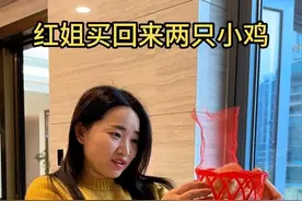 红姐买回来两只小鸡 #记录真实生活 #我的生活日记 #vlog日常