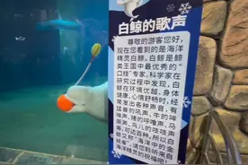 今天去北京动物园海洋馆看了白鲸，感觉还好吧，没有大家说得那么视频封面