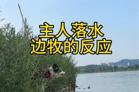会救主的边牧狗狗。#边牧 #狗狗 #狗救主人