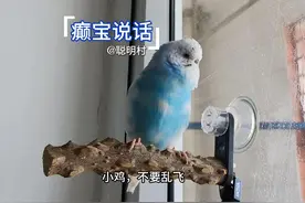 癫宝说话，虎皮鹦鹉比我们想象的还会说话#会说话的虎皮鹦鹉