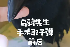 乌鸦先生手术取子弹前后 报个平安～目前状态良好能吃能喝，这次遇险真的是不幸中的万幸～以后要更加好好保护它，不再让它孤身犯险了～也感谢为它担心和加油的朋友～#乌鸦 #神奇动物在抖音 #人与动物和谐共处 #保护动物人人有责 #萌宠出道计划