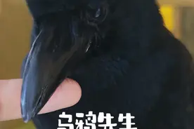 乌鸦先生手术取子弹前后 报个平安～目前状态良好能吃能喝，这次遇险真的是不幸中的万幸～以后要更加好好保护它，不再让它孤身犯险了～也感谢为它担心和加油的朋友～#乌鸦 #神奇动物在抖音 #人与动物和谐共处 #保护动物人人有责 #萌宠出道计划