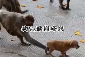 小狗子被欺负，狗猴上演一次大战#动物战力大比拼 #动物趣闻视频封面