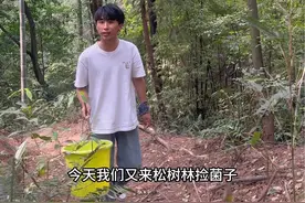 漫步松树林，捡起菌子的惊喜！捡菌子的人越来越多了！体验捡菌子的无穷乐趣！#捡菌子的乐趣 #乡村生活  #2024新农人计划 #大自然的馈赠 #乡间田野