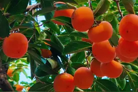 北京老舍纪念馆。 北平之秋来自老舍先生故居的“丹柿小院”