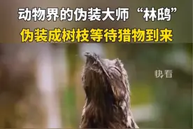 动物界的伪装大师“林鸱（chī）”，常利用羽毛花色伪装成树枝，这样既可以躲避危险，也可以突然捕食昆虫