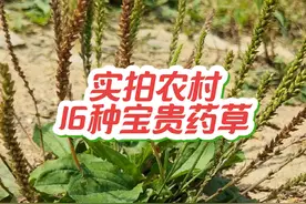 这些农村常见的野草，其实都是著名的珍贵药草，看看你认识几种 #草本植物 #中草药 #你的家乡有这种植物吗 #常见的中草药 #中药本草视频封面