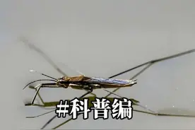 你们哪里叫它什么名字？#百科知识 #科普 #鲁智深 #冷知识视频封面
