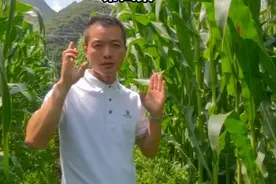 一亩地投资1.5万，亩产3吨都挣不到钱#魔芋 #抖音助农 #三农视频封面