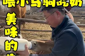 新生的小马驹母乳不够吃，给小马驹补牛奶吃#撒欢牧场 #我的乡村生活 #农村生活视频封面