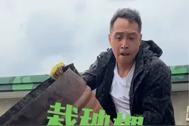 东北又到了一年一度自己家小园子栽秧棵的时候啦，你们那都栽了吗#2024新农人计划 #农村美食 #农村那些事 #农村原创视频视频封面